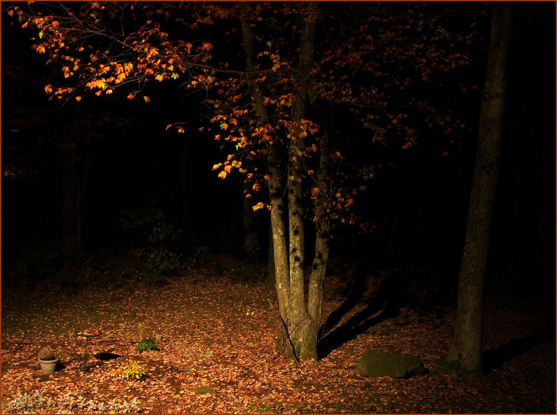 fall-night-oasis.jpg