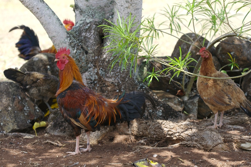 kauai_chickens.jpg