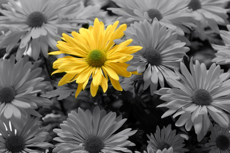flower-colorized.jpg