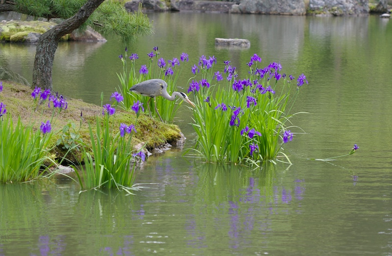 kinkakuji_heron.jpg