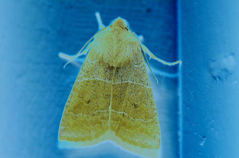 moth-art.jpg