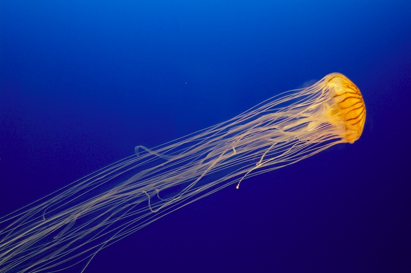 osaka_jellyfish.jpg